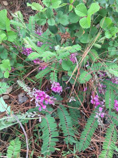 The Humble Wildflowers