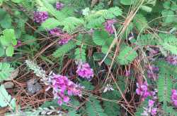 The Humble Wildflowers