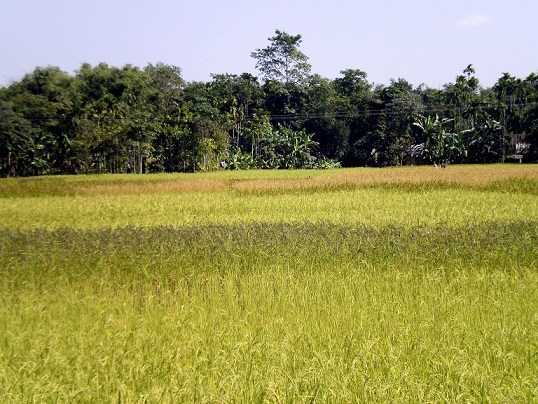 The Impetuous Wedding | Fiction