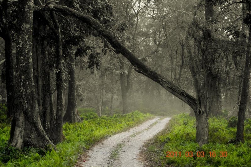 The Jaldapara Wildlife Sanctuary