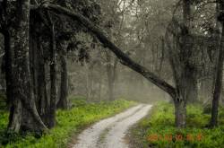 The Jaldapara Wildlife Sanctuary