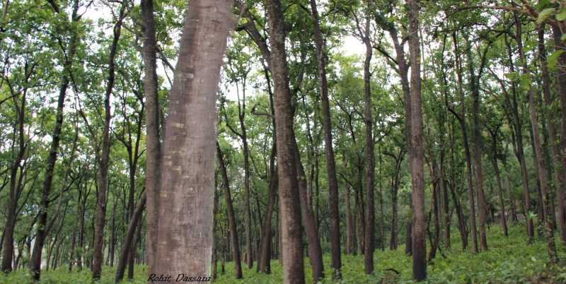 The Journey....: Beautiful And Serene.... Jim Corbett National Park