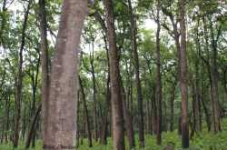The Journey....: Beautiful and Serene.... Jim Corbett National Park