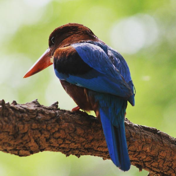 The King Of Good Times 