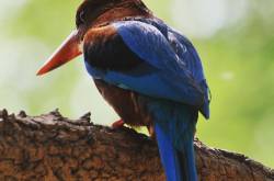 The King of Good Times 