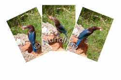 The Kingfisher Album 1