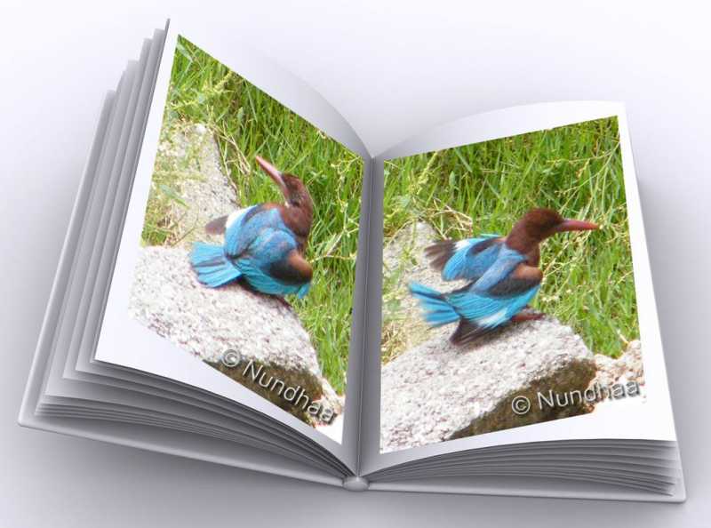 The Kingfisher Album 3