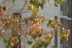 The Leaves’ Rebellion