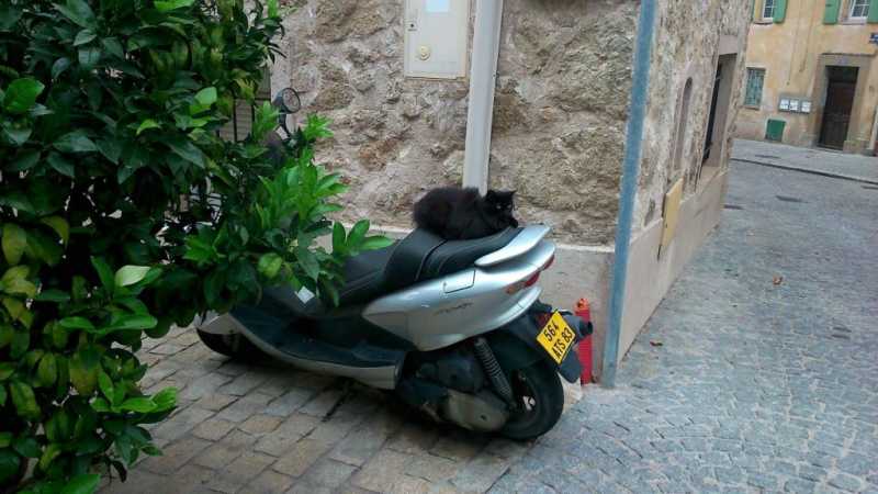 The Legend Of The Scooter Assassin