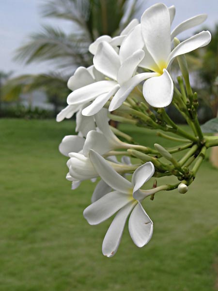 The Lilies Of The Ground!