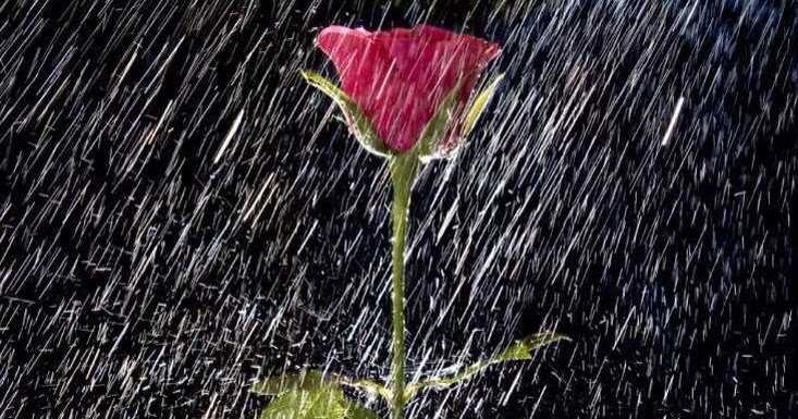 The Little Rose Plant