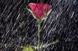 The Little Rose Plant