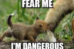 The Lizard Phenomenon