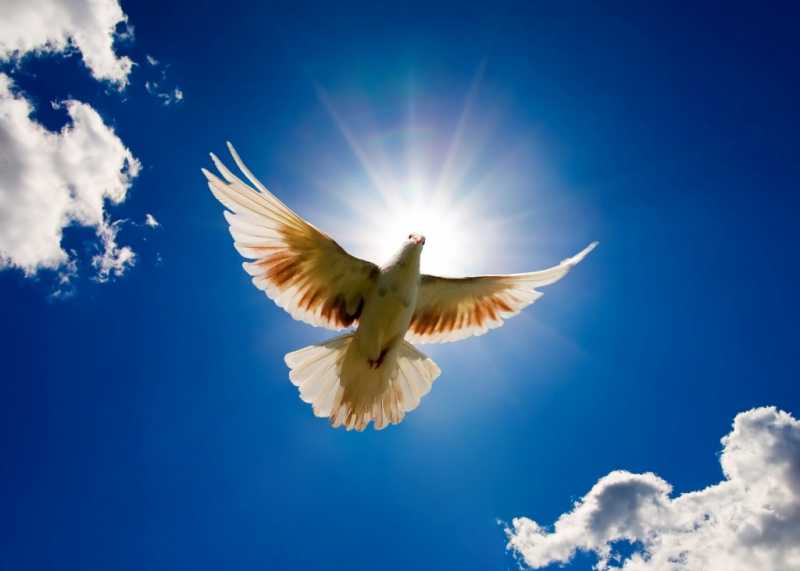 The Lone Sky And The Traveller Bird