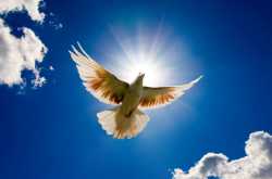 The Lone Sky And The Traveller Bird