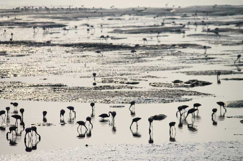 The Many Faces Of Mumbai - One For The Birds!