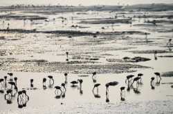 The Many faces of Mumbai - One for the Birds!