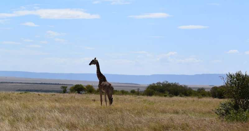 The Masai Giraffe