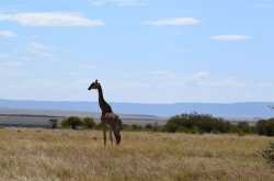 The Masai Giraffe