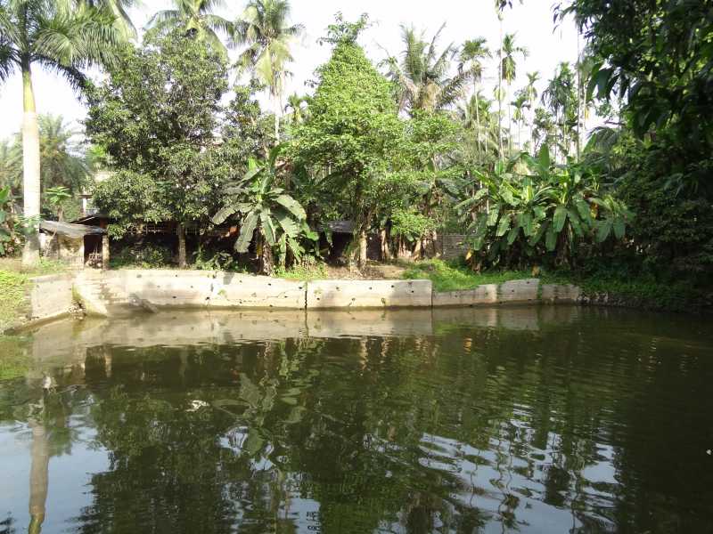 The Midas’ Touch - Bengal