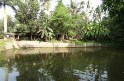 The Midas’ Touch - Bengal