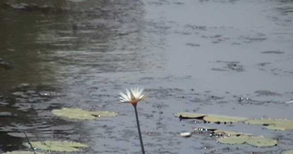 The Monsoon Traveller.....……(written While Listening To Strains Of Khwabon Ke Parinday/Der Lagi Lekin-Zindagi Na Milegi Dobara )