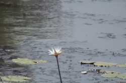 The Monsoon Traveller.....……(written while listening to strains of Khwabon ke Parinday/Der Lagi Lekin-Zindagi Na Milegi Dobara )