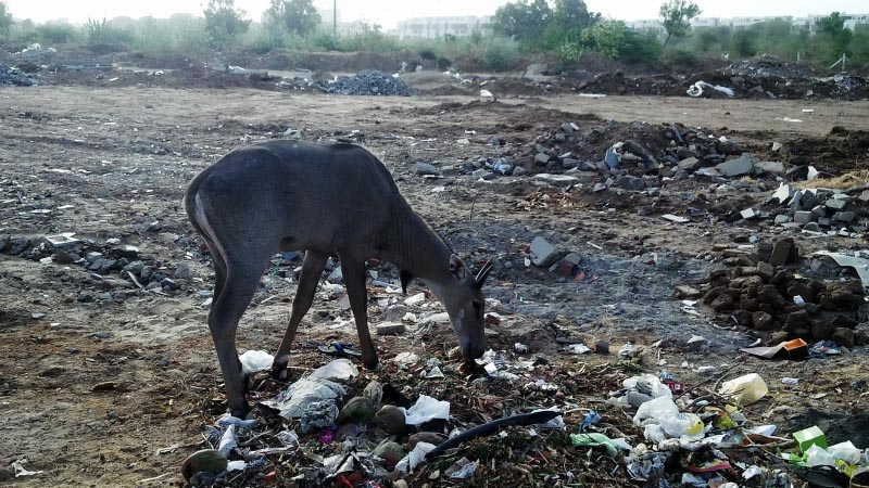 The Nilgai Of Thaltej