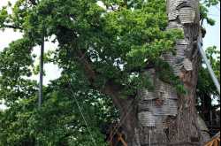 the oak chapel of allouville-bellefosse