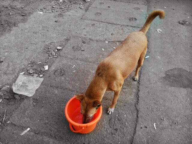 The Orange Bucket Project