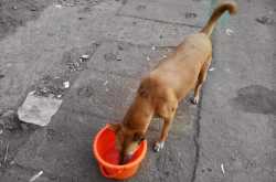The Orange Bucket Project