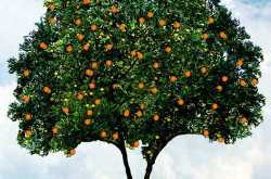 The Orange and Charlie