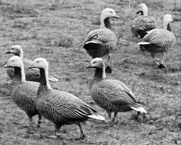 The Origin Of Bird Flu