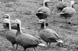 The Origin of Bird Flu