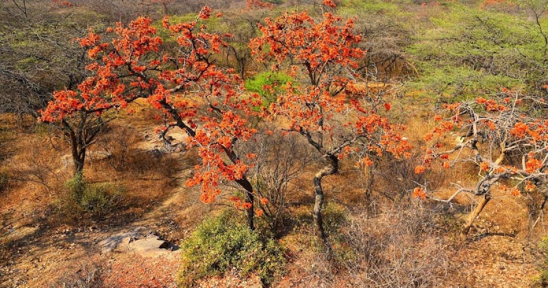 The Palash Fire On Delhi’s Ridge
