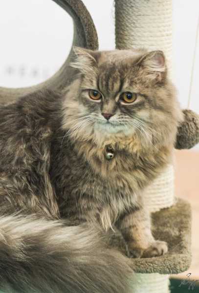 The PetFed Mumbai 2019: Part 1