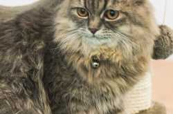 the petfed mumbai 2019: part 1