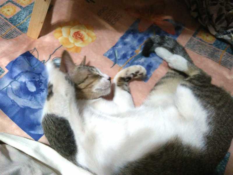 The Pets That Adopted Us