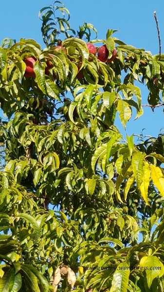 The Plum Tree  #ThursdayTreeLove