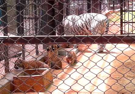 The Pride Of Mysore Zoo.