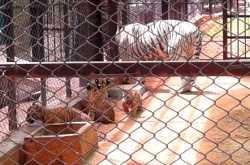 The Pride of Mysore Zoo.