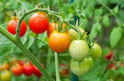 The Pulpy - Bubbly  Tomato 