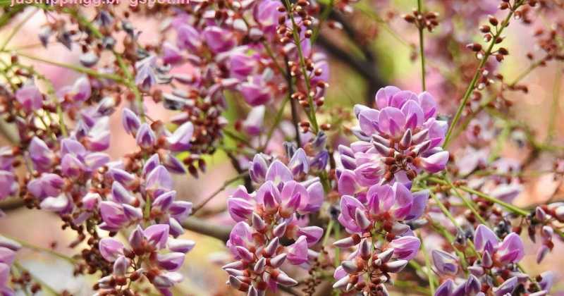 The Purple Rain Of The Moulmein Rosewoods - A Photo Essay