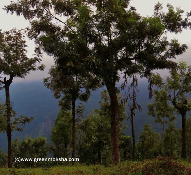 The Real "Rain-Gods" - Greenmoksha