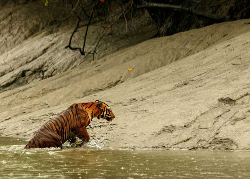 The Sacred From Sunderbans