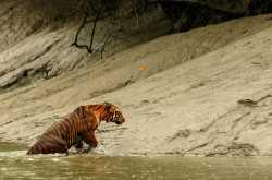 The Sacred from Sunderbans