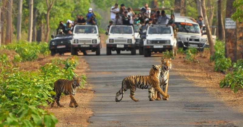 The Sambar Is Calling!