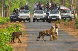 The Sambar is calling!
