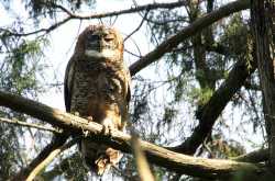 The Short-Nosed Beauties Around Us