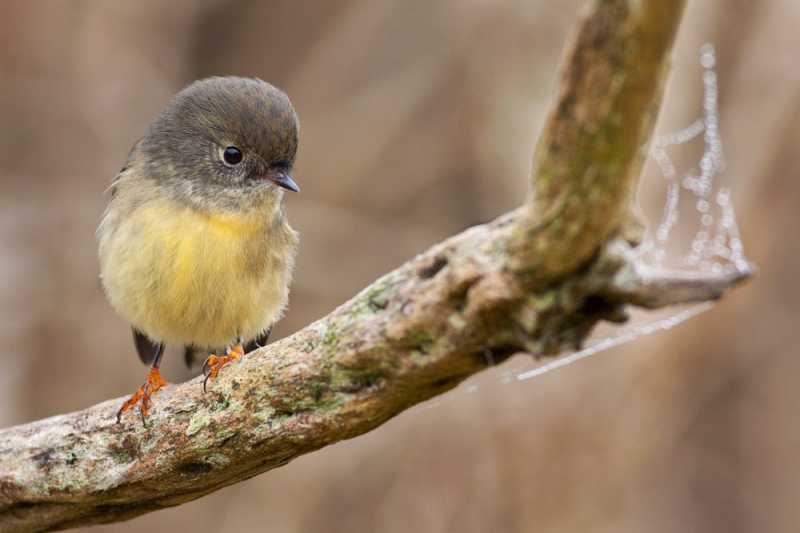 The Small Little Joys Of Dunedin